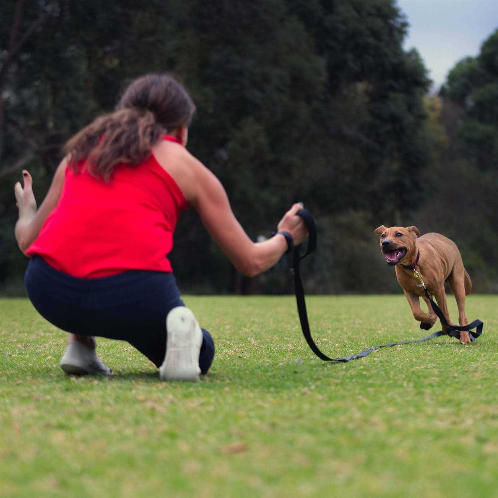 Leash T5248