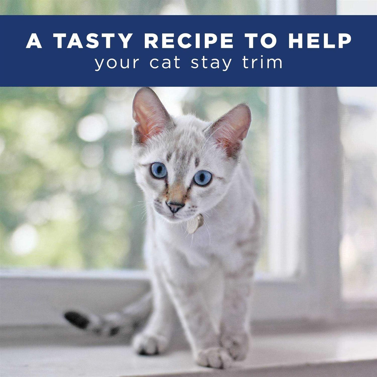 Adult Dry Cat Food I5571